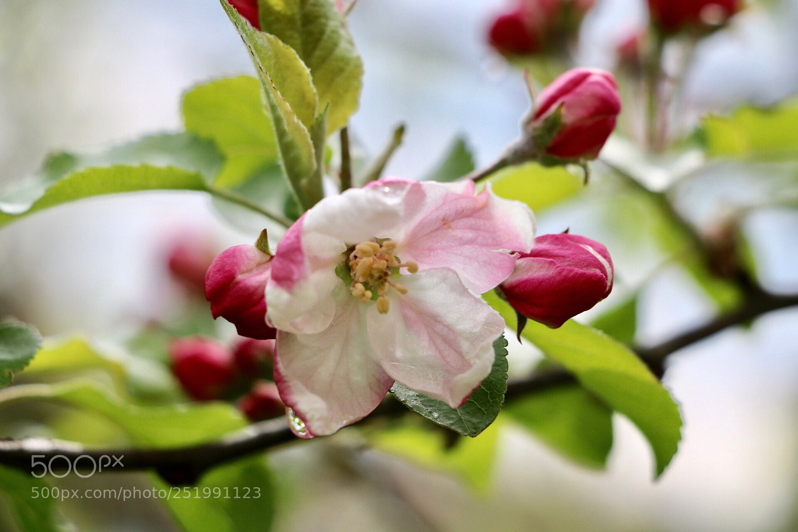 Canon EOS 750D (EOS Rebel T6i / EOS Kiss X8i) sample photo. Untitled photography