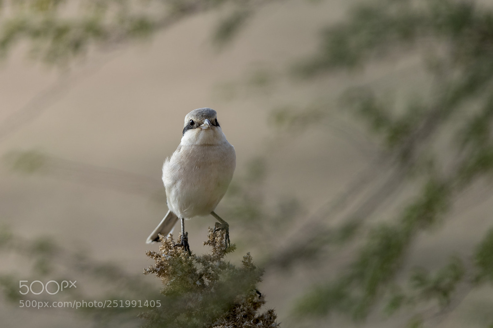 Canon EOS-1D X Mark II sample photo. Great gray shrike photography