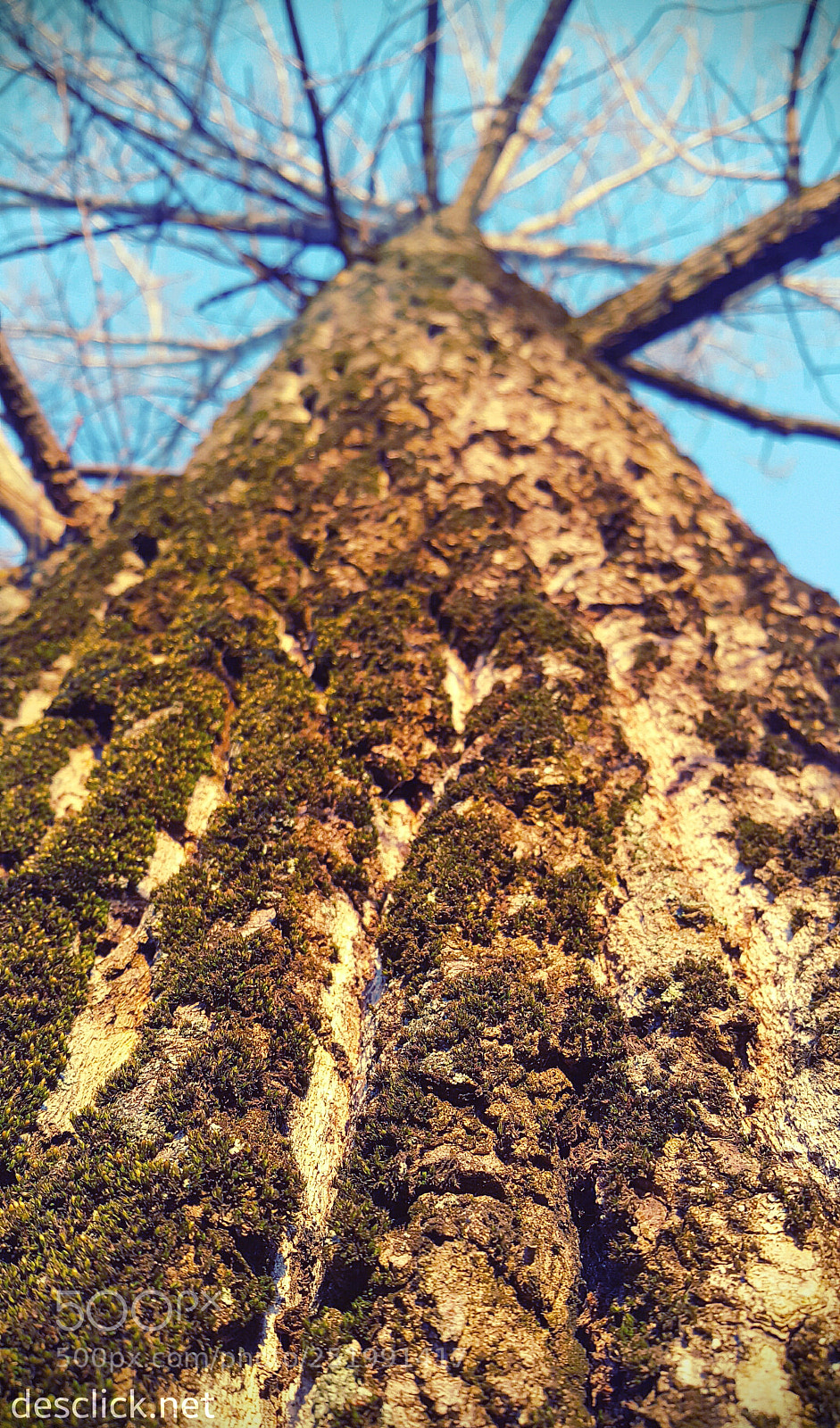 Samsung Galaxy Note4 sample photo. Old tree in a photography