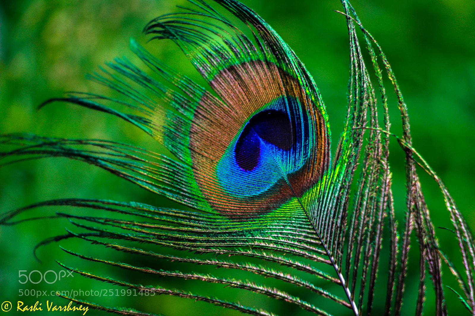 Canon EOS 700D (EOS Rebel T5i / EOS Kiss X7i) sample photo. Peacock feather photography