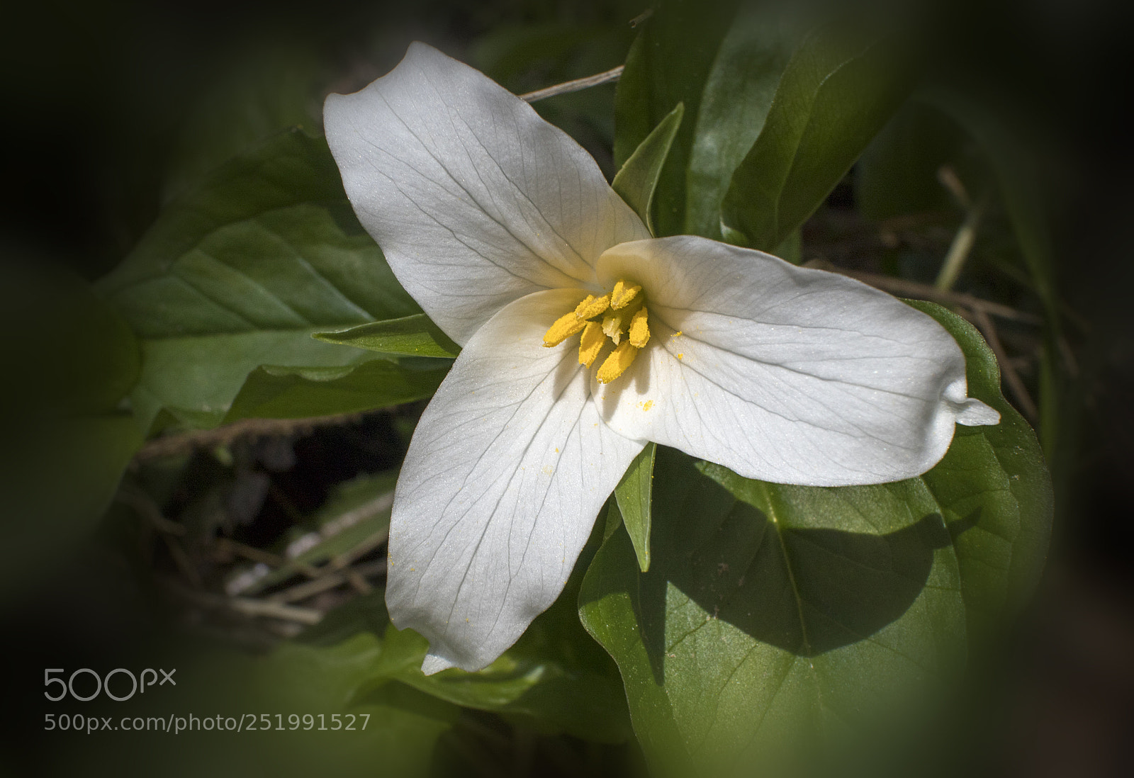 Canon EOS M5 sample photo. Wild flowers - white photography