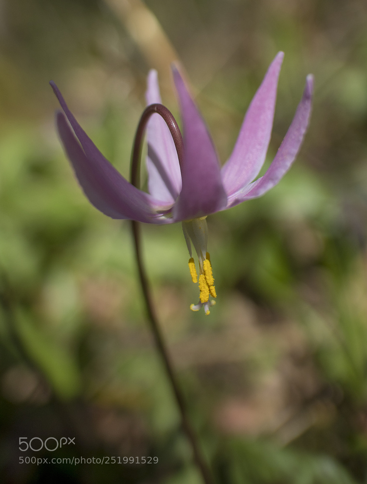 Canon EOS M5 sample photo. Wild flowers - fawn photography