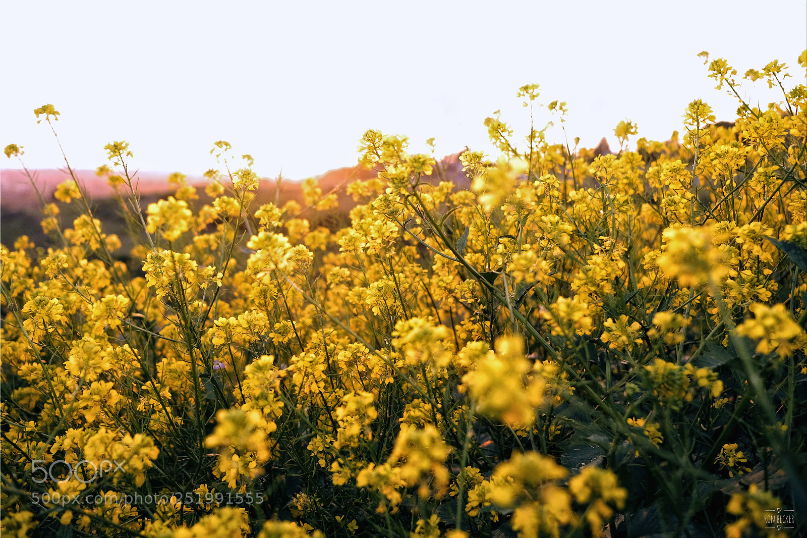 Fujifilm X-T2 sample photo. Sunset through the mustard  photography