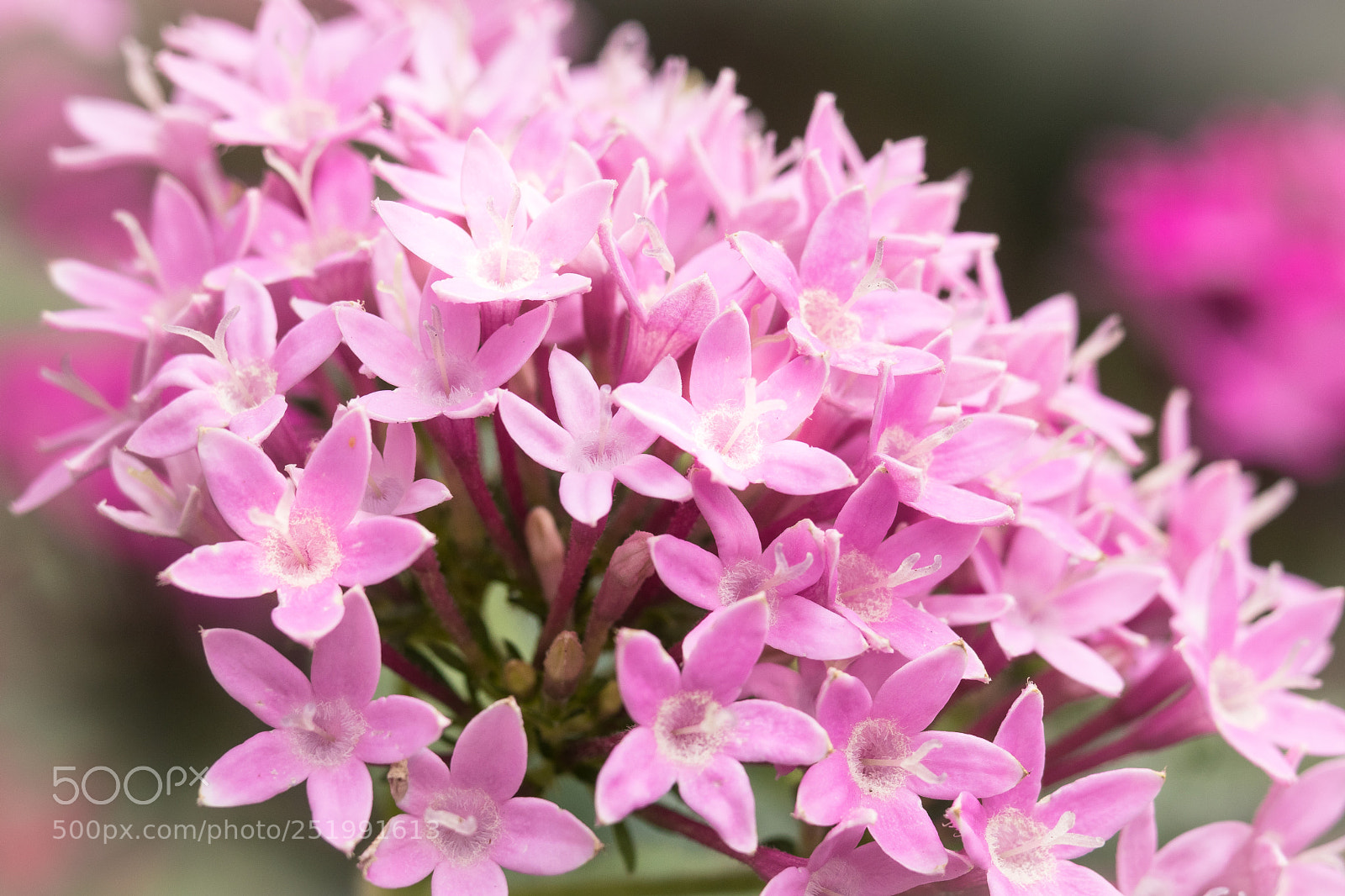 Canon EOS M5 sample photo. Pink photography