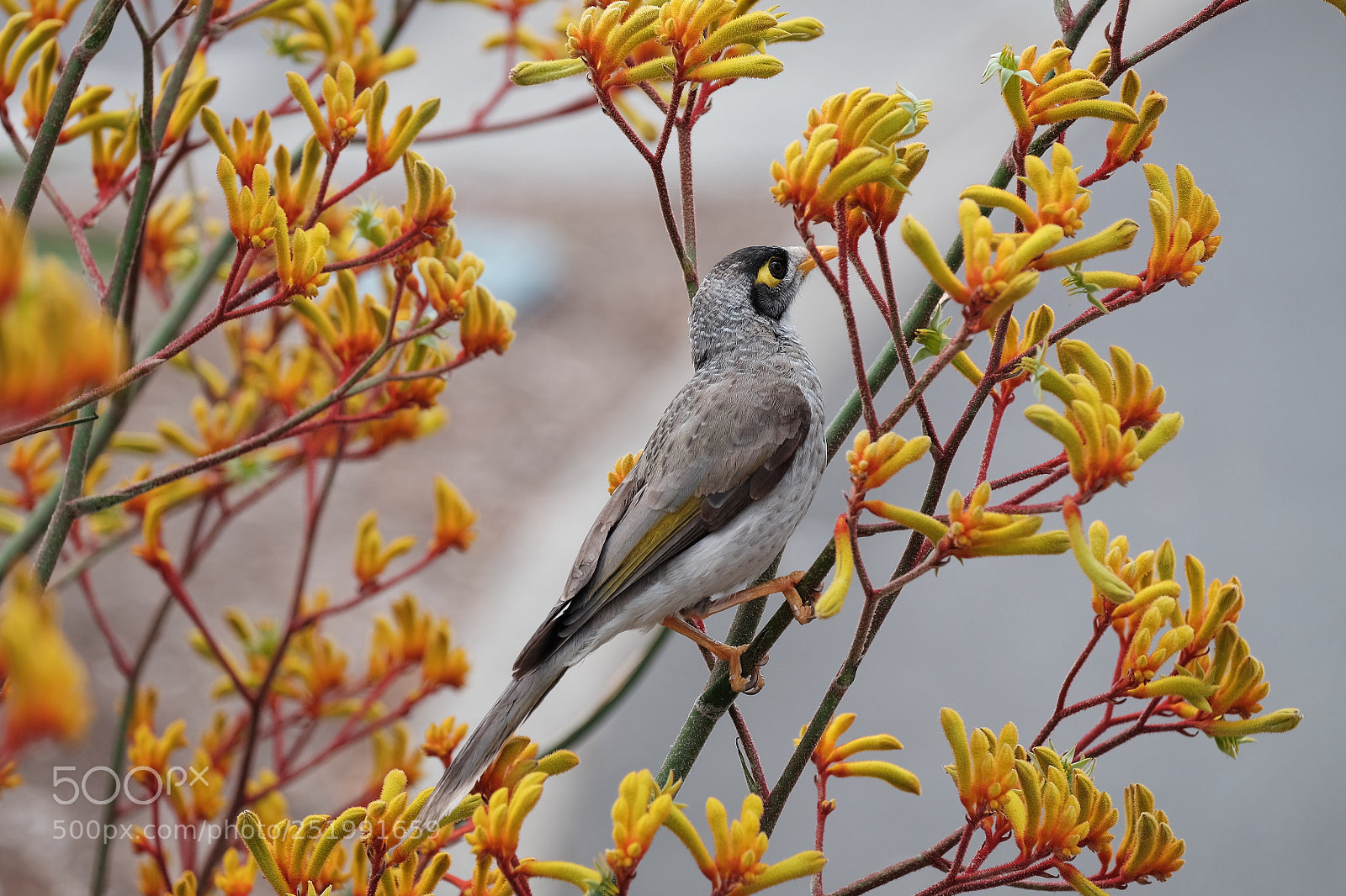 Fujifilm X-E2 sample photo. Native myna bird photography