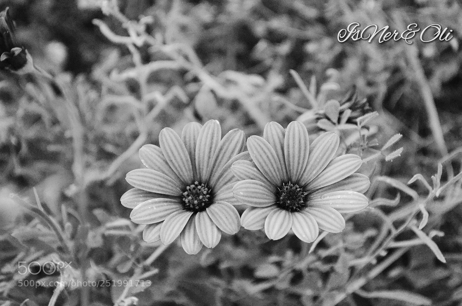 Nikon D5100 sample photo. Untitled photography