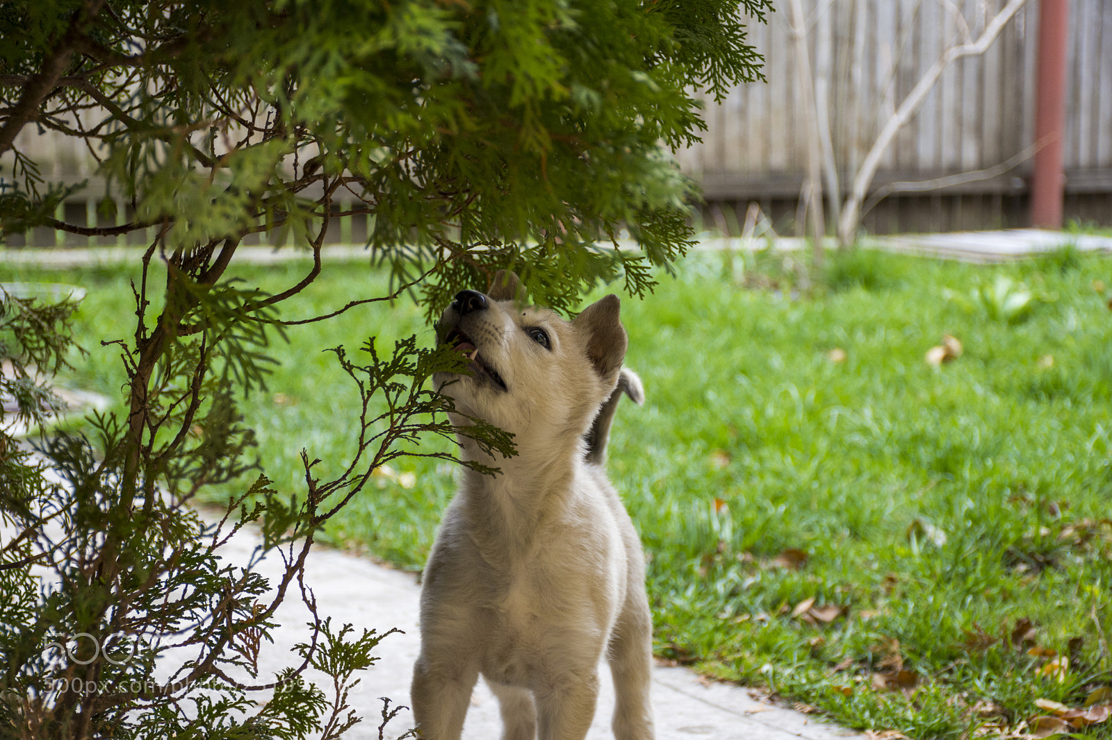 Nikon D7200 sample photo. Veggie doggy photography