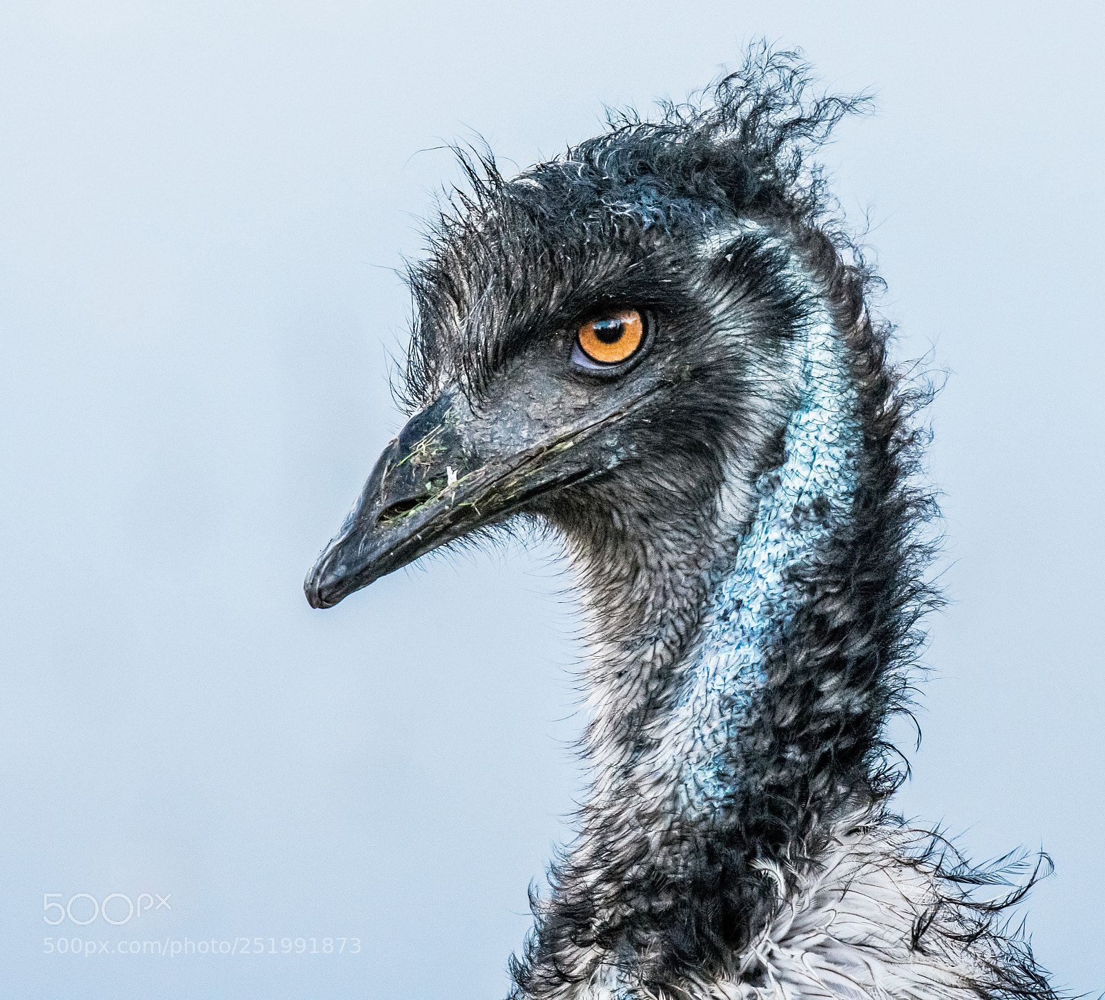 Nikon D3400 sample photo. Emu 2 photography