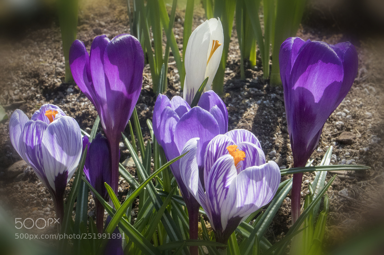 Canon EOS M5 sample photo. Crocus blooms photography