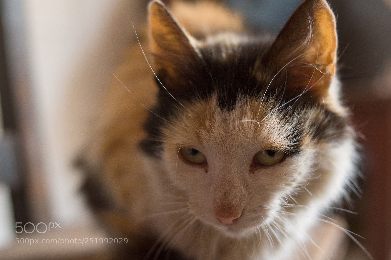 Nikon D5500 sample photo. Misha photography