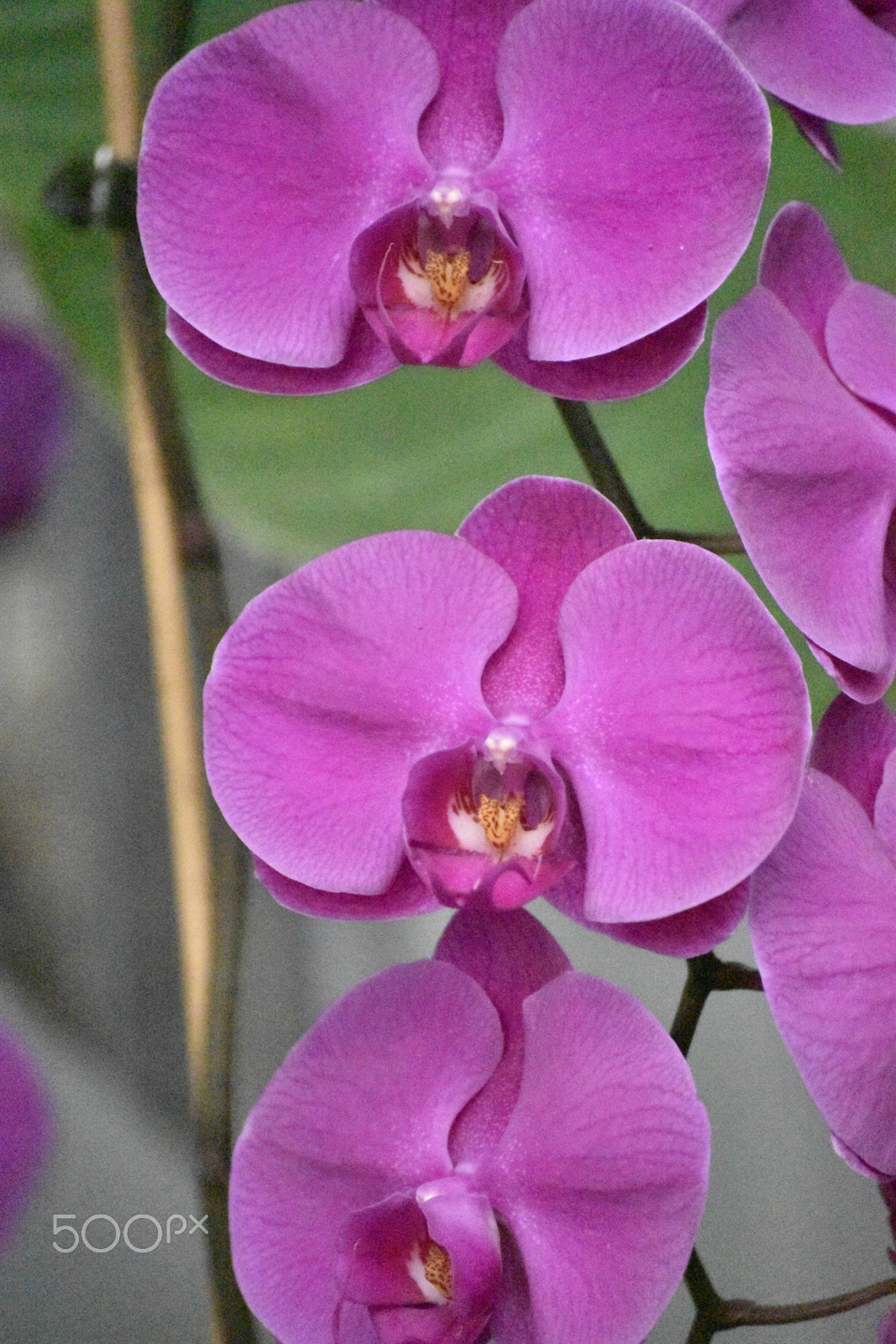 Nikon D5500 sample photo. Floral fantasy photography