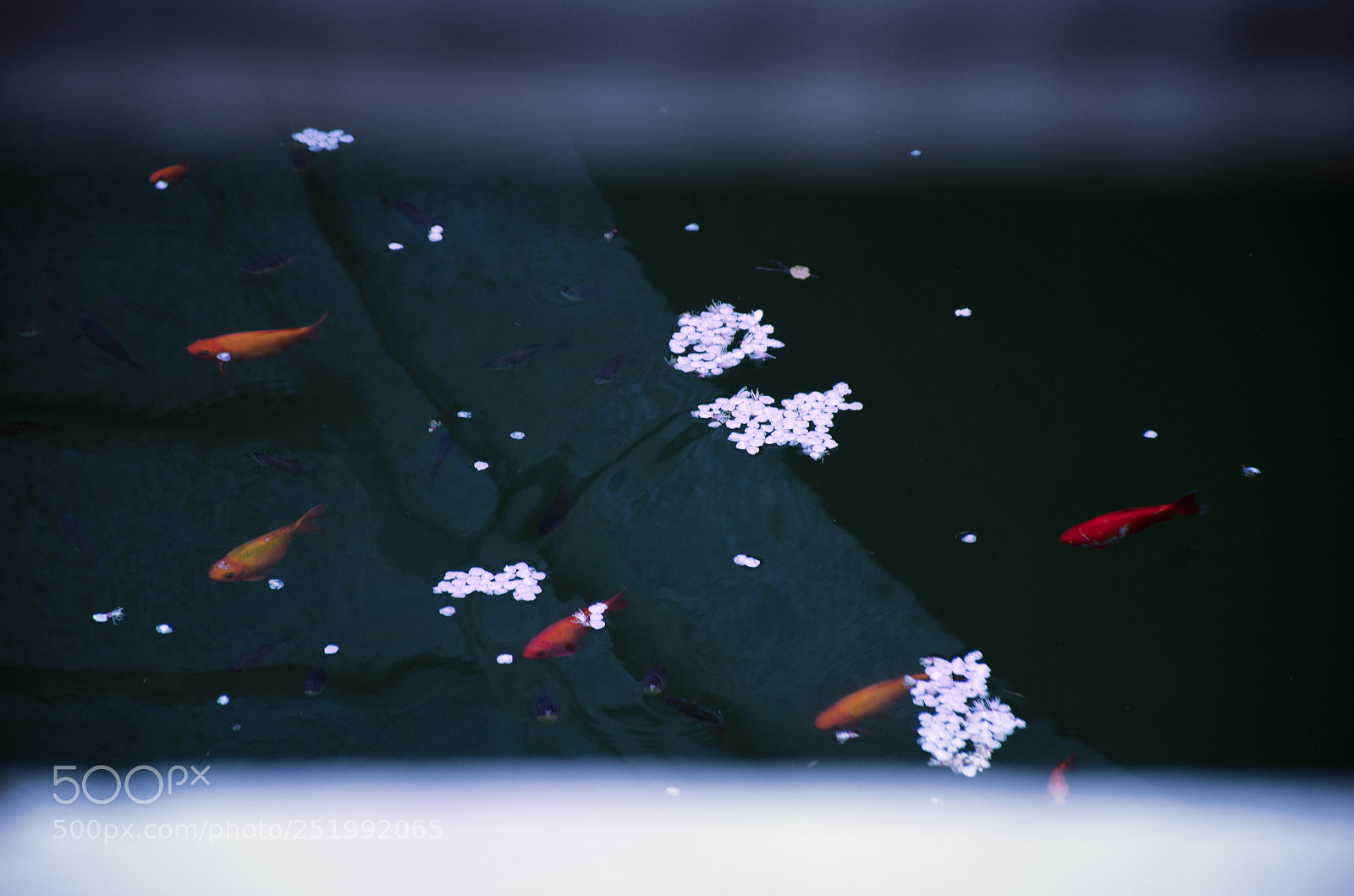 Nikon D7000 sample photo. Flowers and fishes photography
