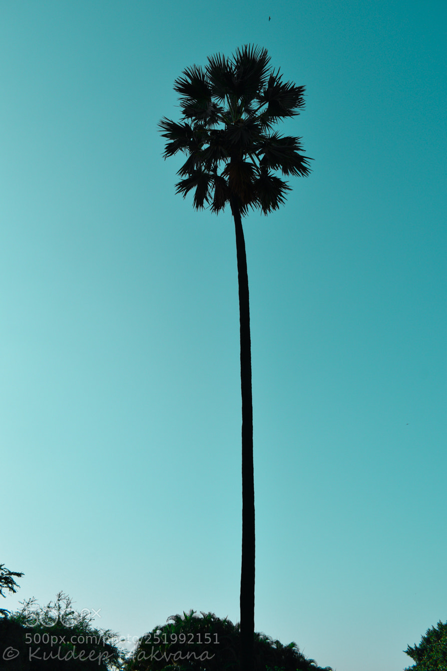 Nikon D3300 sample photo. Coconut tree photography
