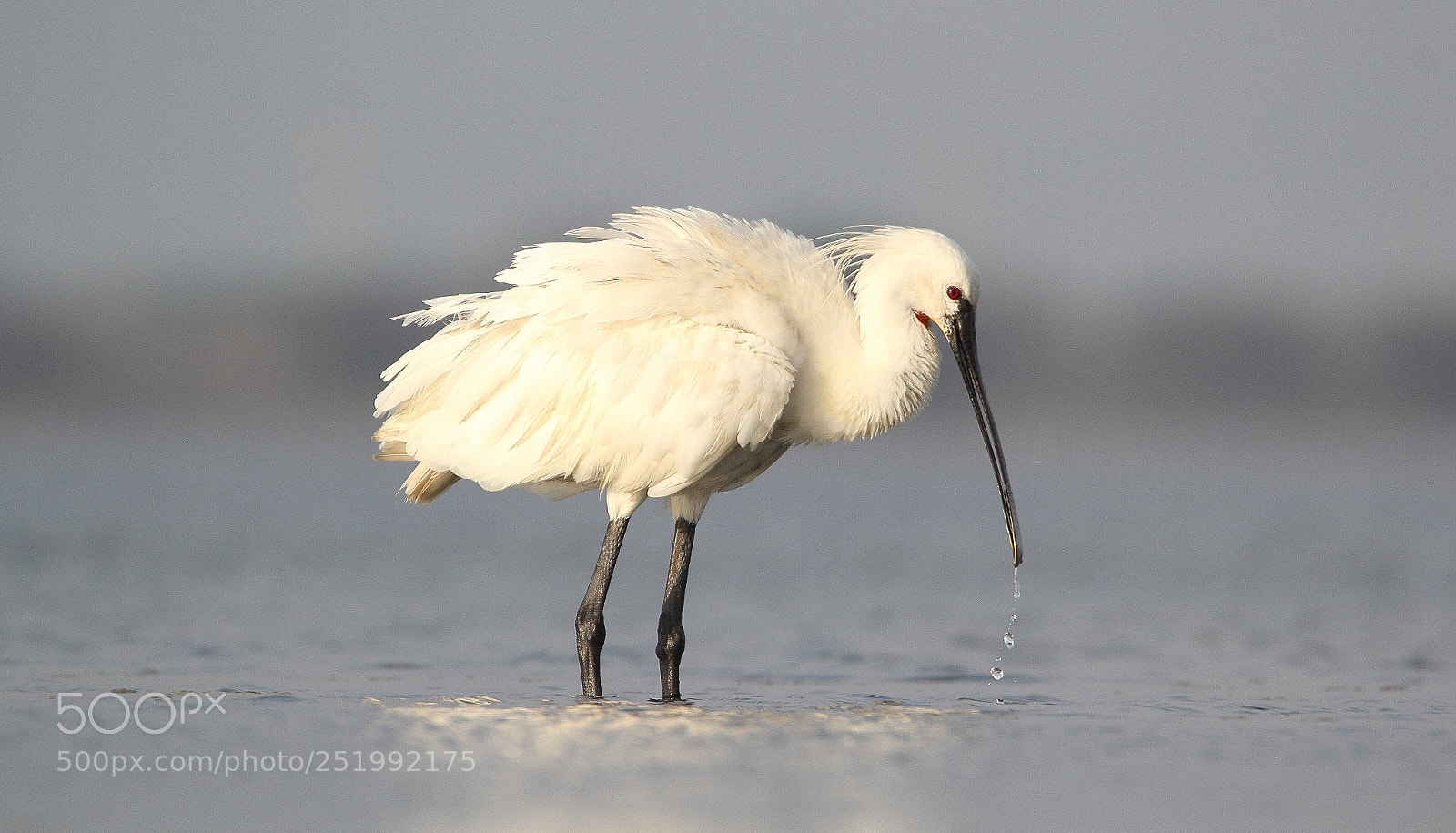 Canon EOS 60D sample photo. Spoonbill photography