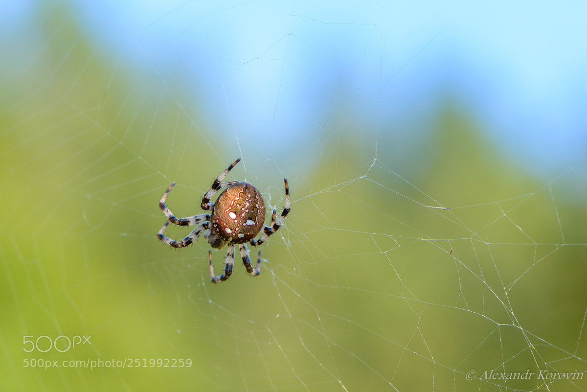 Nikon D610 sample photo. ... photography