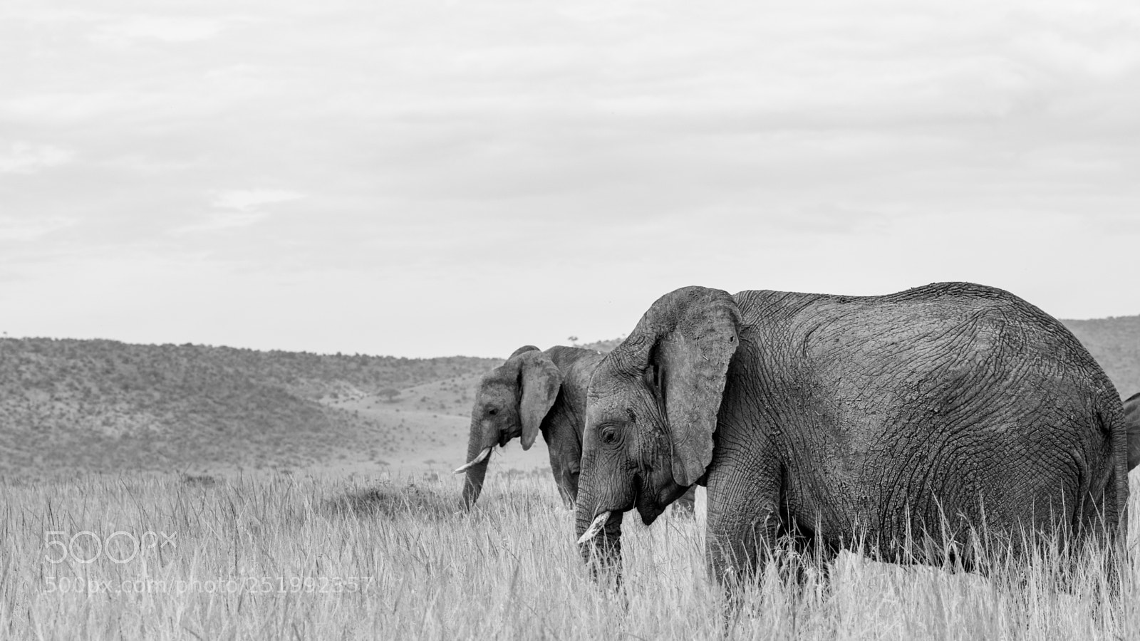 Samsung NX1 sample photo. Elephants of the mara photography