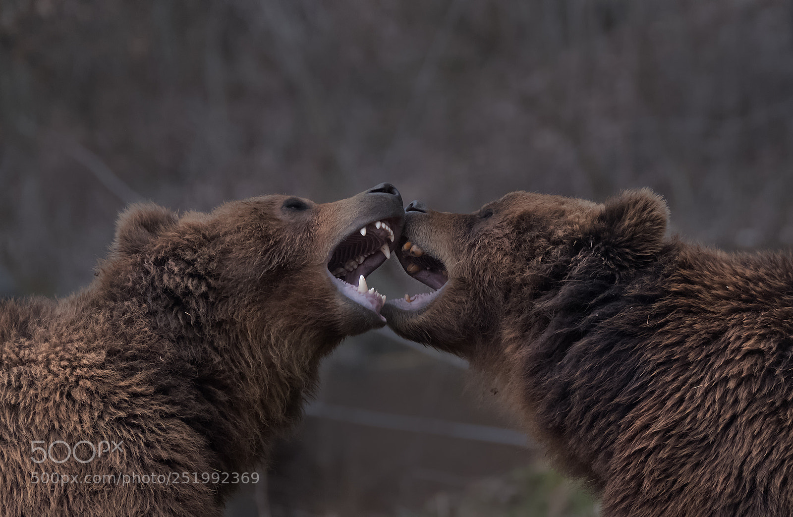 Fujifilm X-T2 sample photo. Bear photography