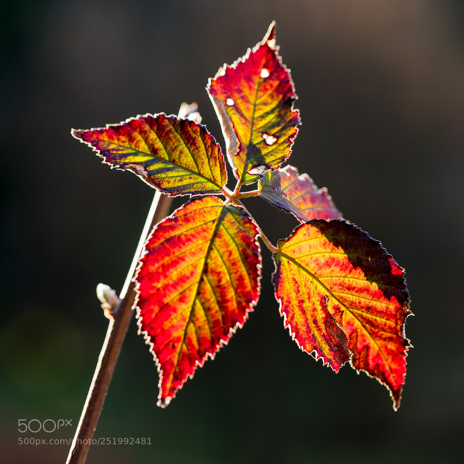Canon EOS 6D Mark II sample photo. Soleil matinal photography
