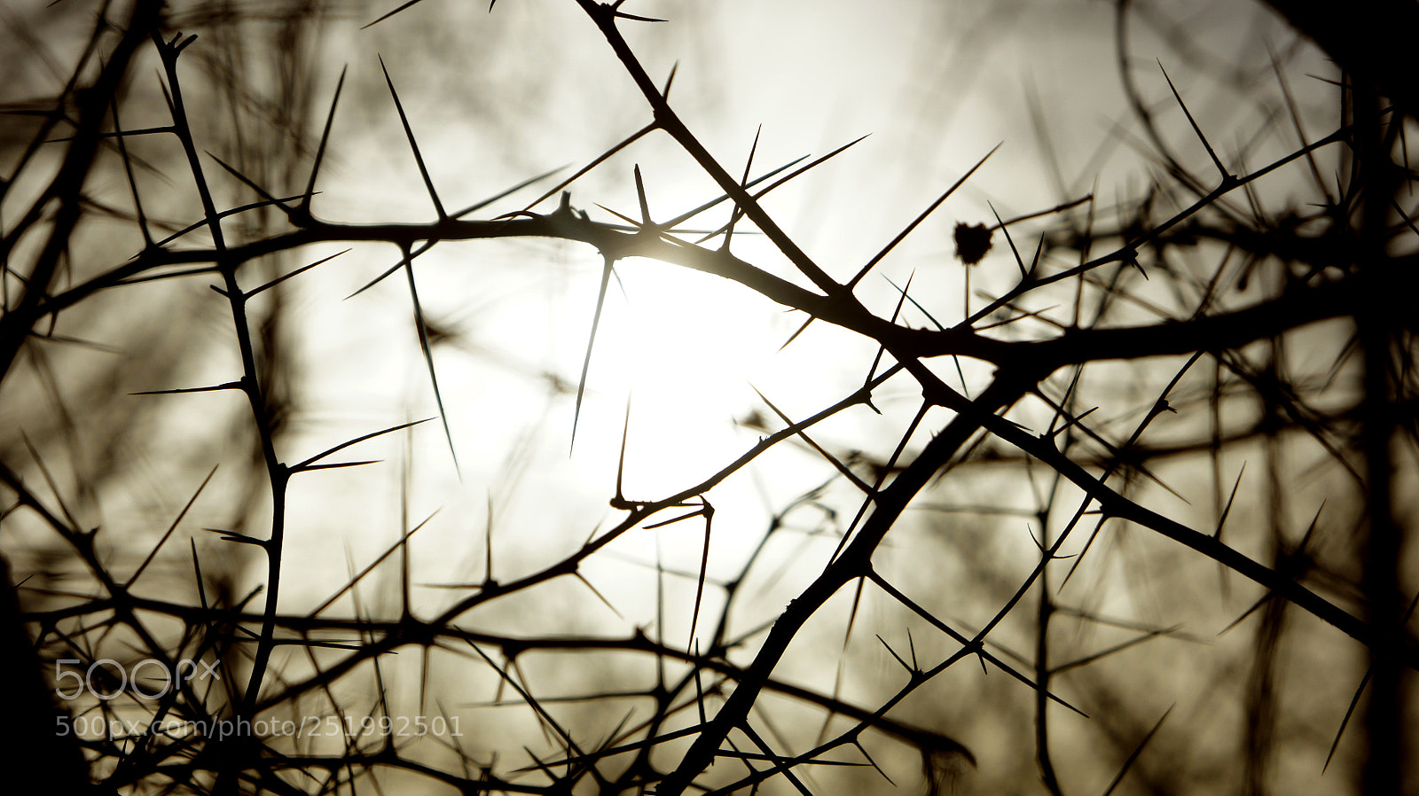 Sony Alpha NEX-5 sample photo. Spikes photography