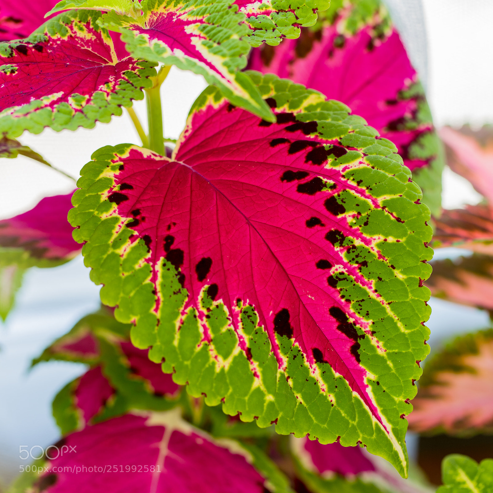 Canon EOS 6D Mark II sample photo. Coleus photography