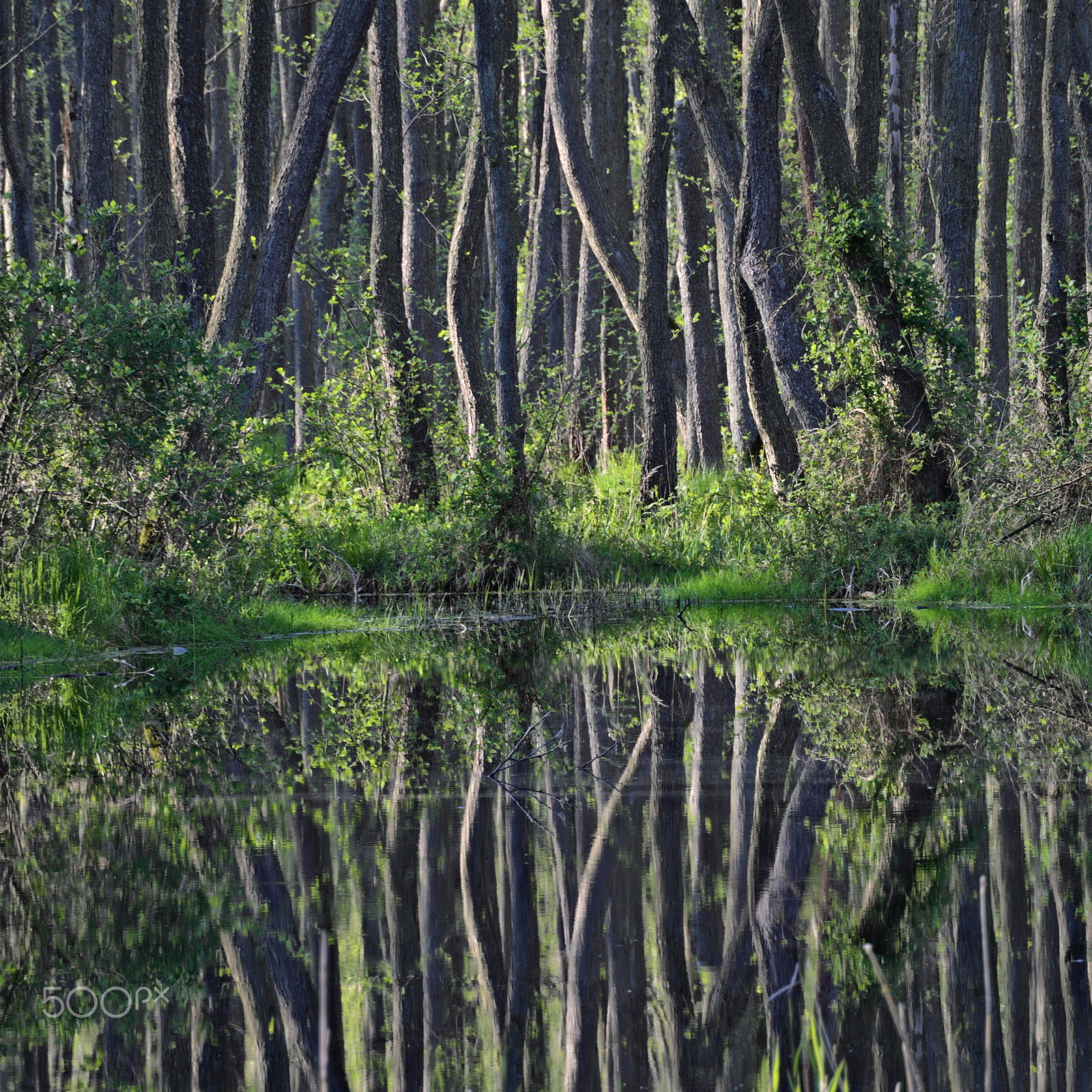 Nikon 1 V1 sample photo. Reflection photography