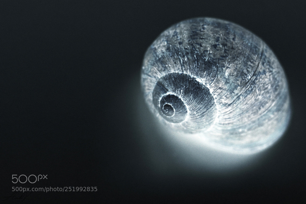Canon EOS 7D sample photo. Midnight shell photography