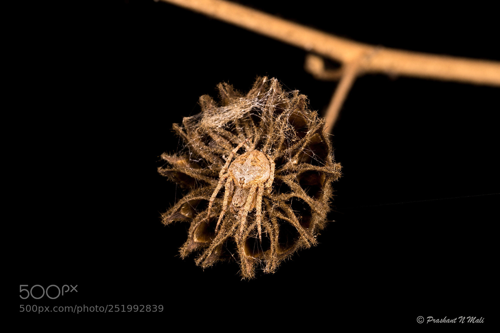 Canon EOS 5D Mark IV sample photo. Spider photography