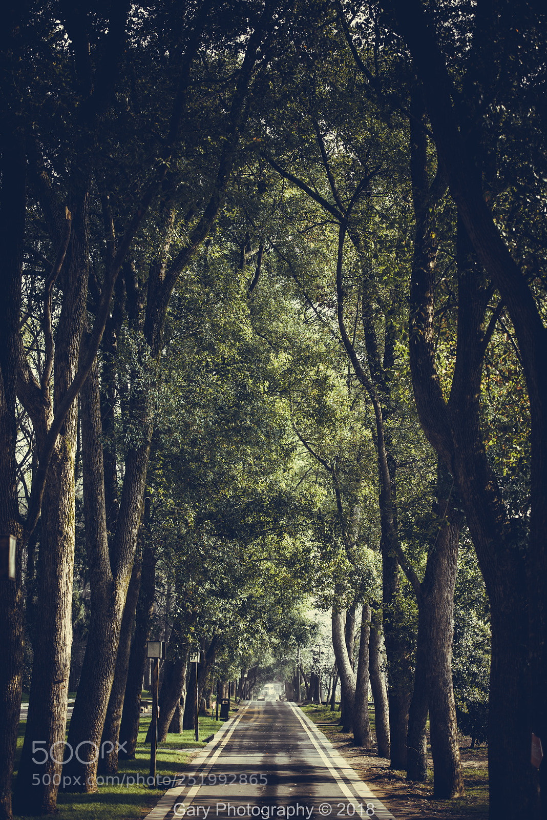 Nikon D810 sample photo. 林荫小路 photography