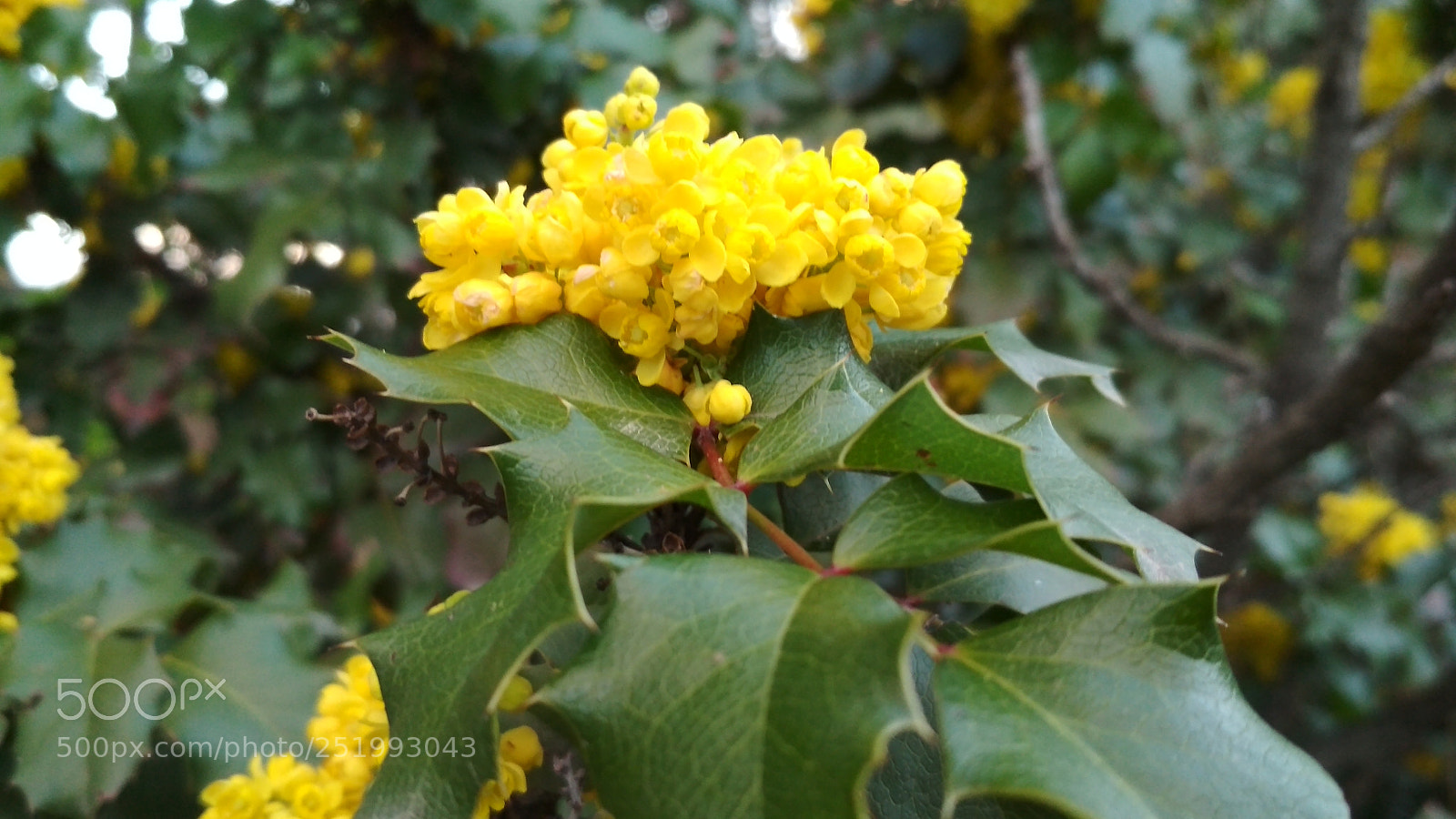 Xiaomi Redmi 4X sample photo. Untitled photography