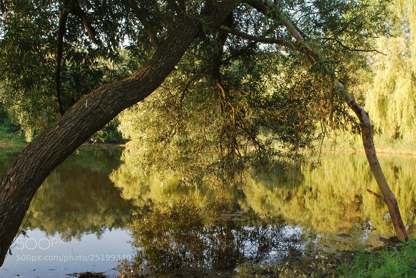Nikon D60 sample photo. Bfceeaorig photography