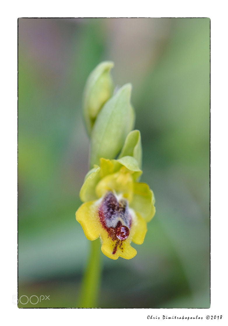 Nikon D7000 sample photo. Ophrys photography