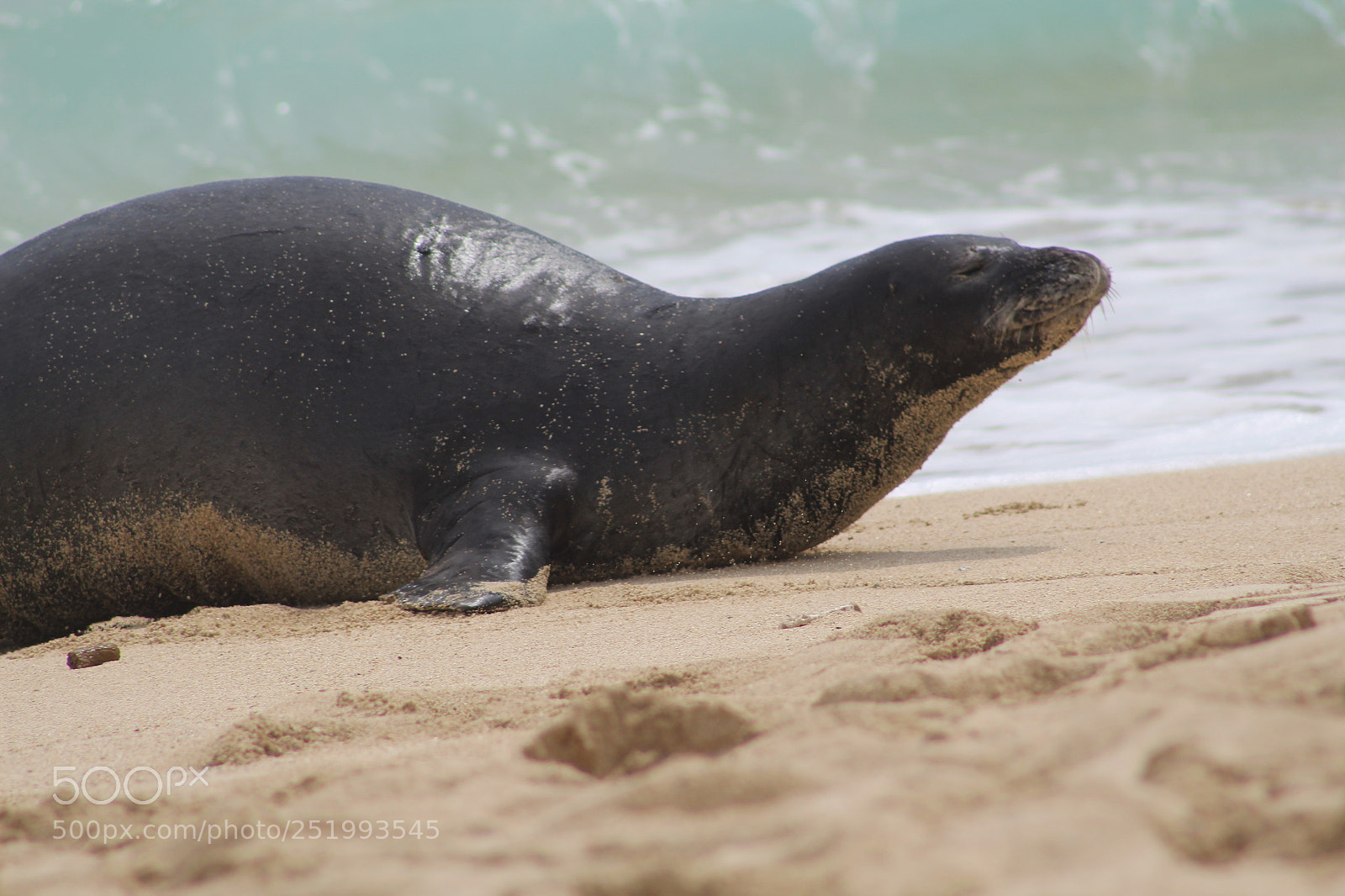 Canon EF 75-300mm f/4-5.6 sample photo. Hawaiian seal monk photography