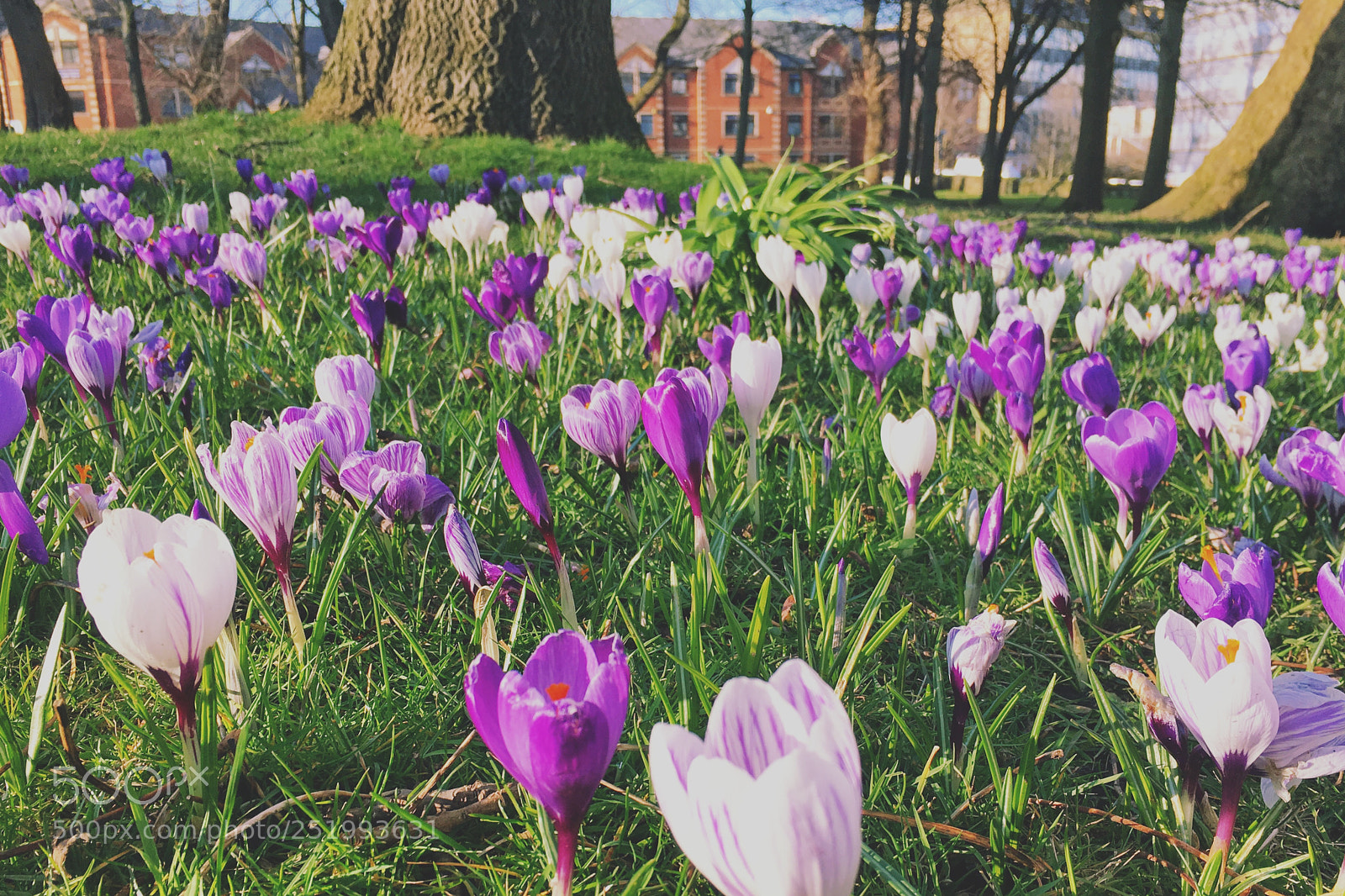 Apple iPhone 6s sample photo. Seemed to be spring photography