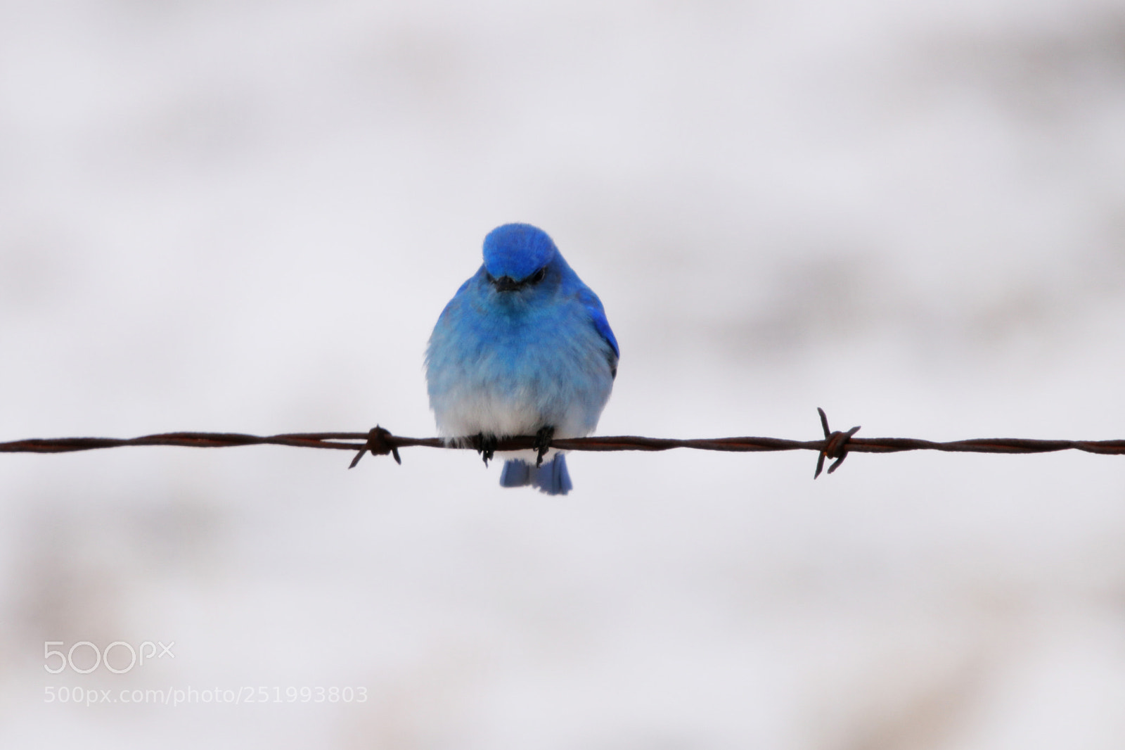 Canon EOS 80D sample photo. Sitting on barbed wire photography