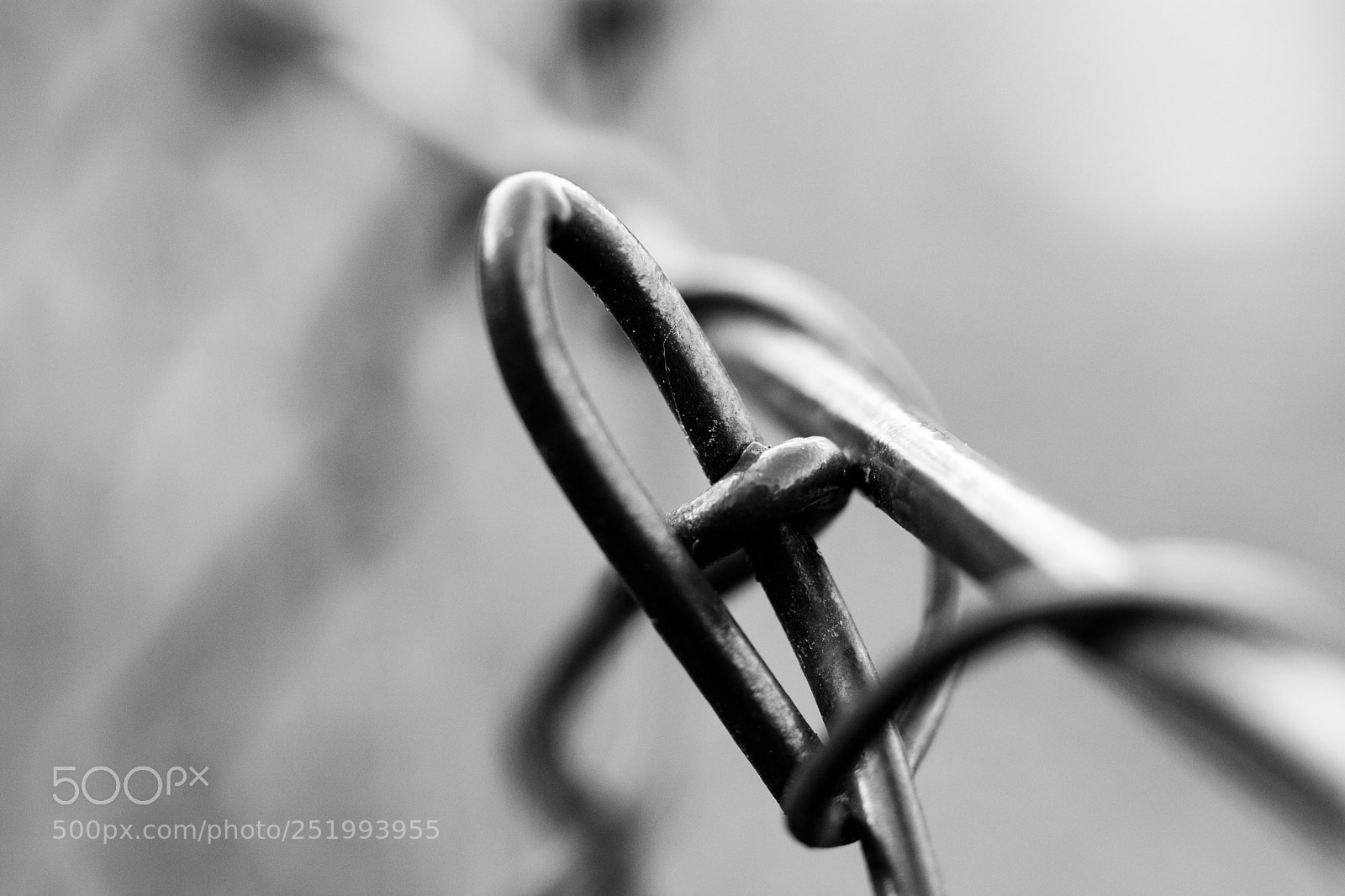 Canon EOS 80D sample photo. Wire photography