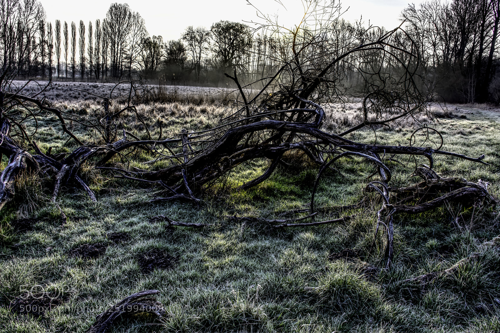 Nikon D7100 sample photo. Tree23 photography
