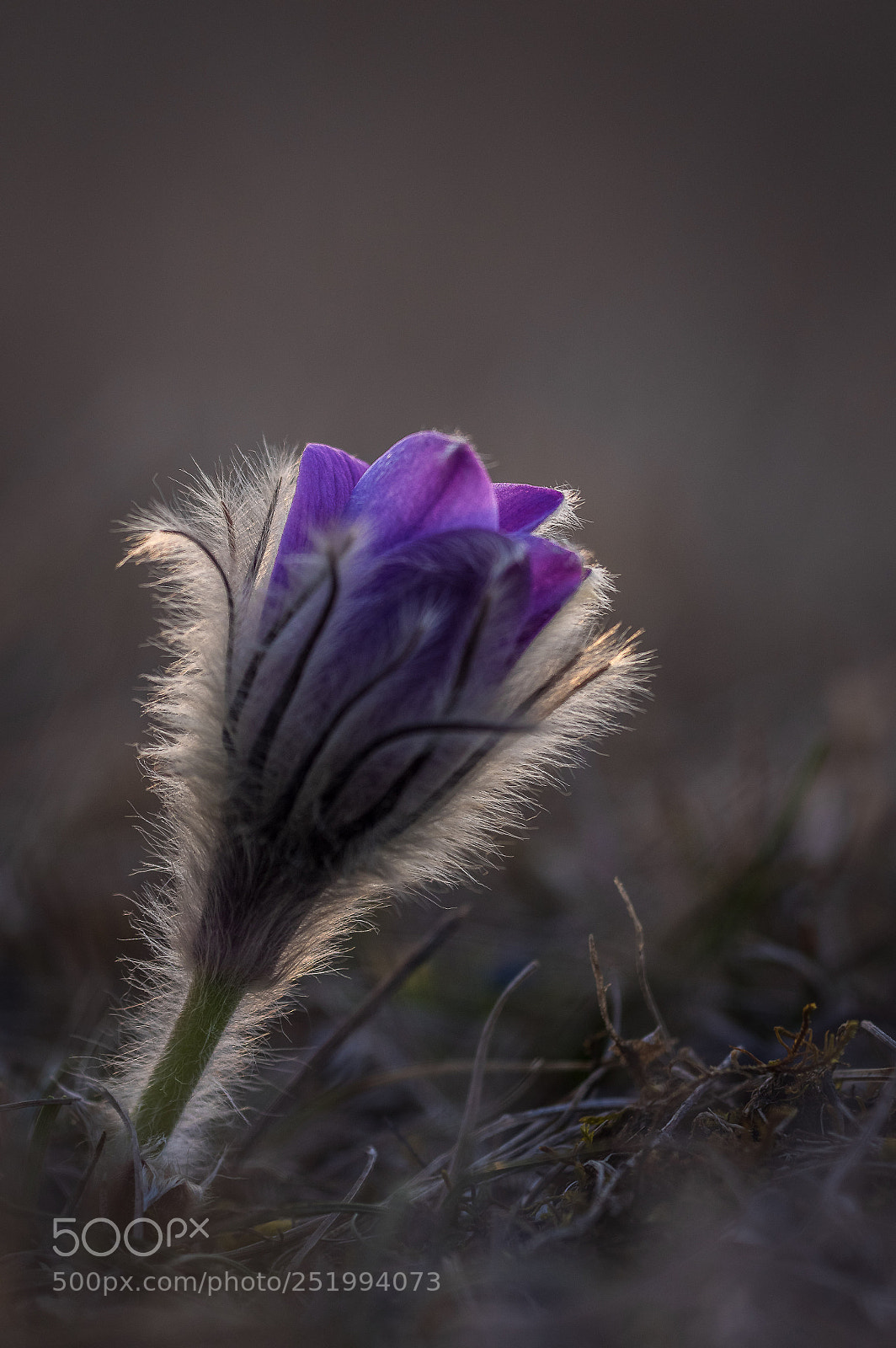 Pentax K-3 sample photo. Kuhschellen garchinger heide 1 photography