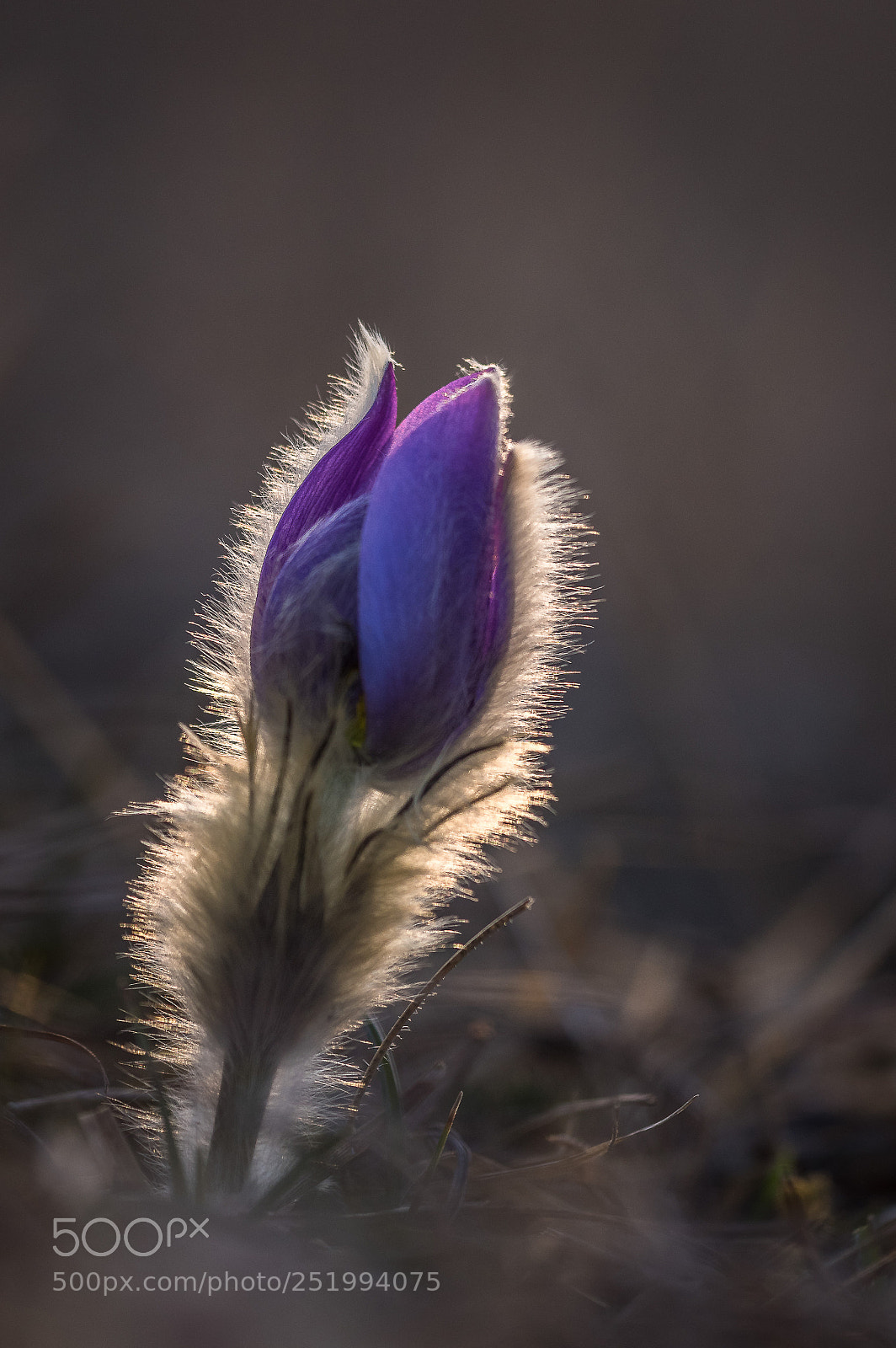Pentax K-3 sample photo. Kuhschellen garchinger heide 2 photography