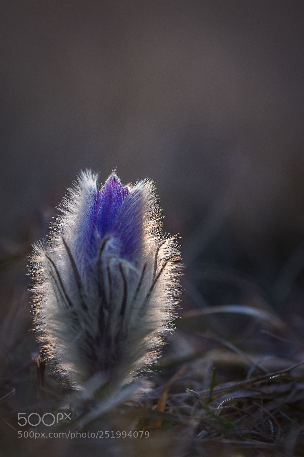 Pentax K-3 sample photo. Kuhschellen garchinger heide 3 photography