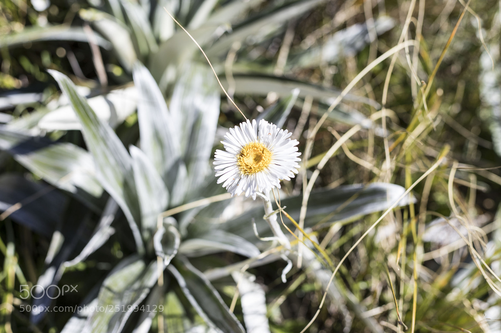 Canon EOS 6D Mark II sample photo. White wildflower photography