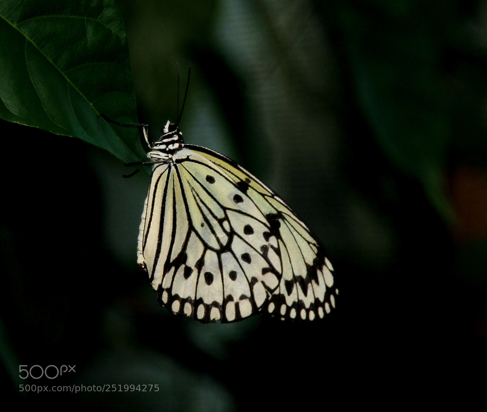Canon EOS 7D + Canon EF 24-105mm F4L IS USM sample photo. Milkweed butterfly photography