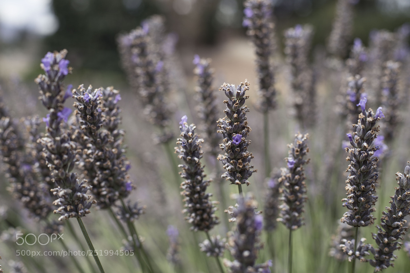Canon EOS 6D Mark II sample photo. Lavender photography