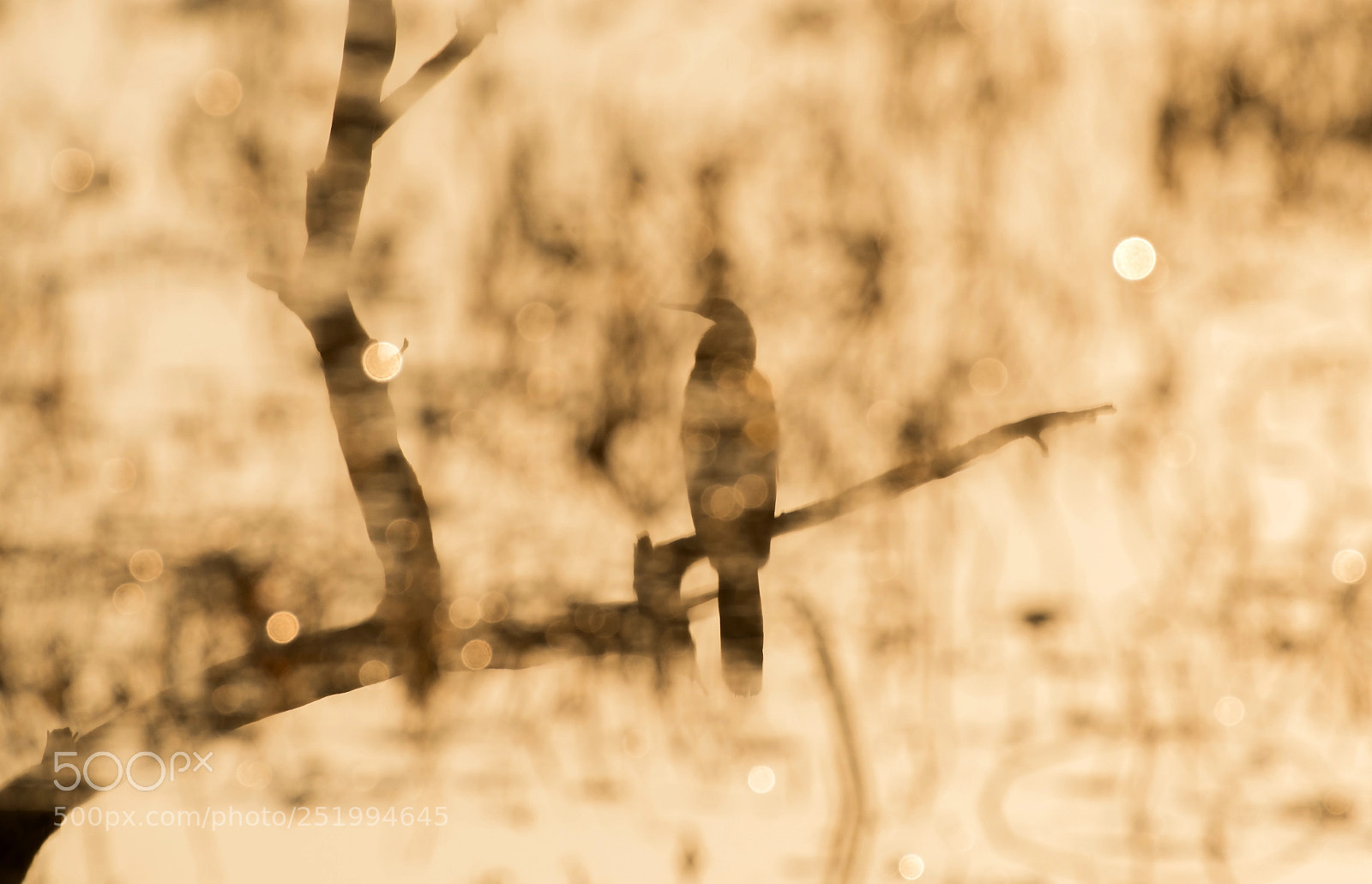 Nikon D500 sample photo. Darter photography