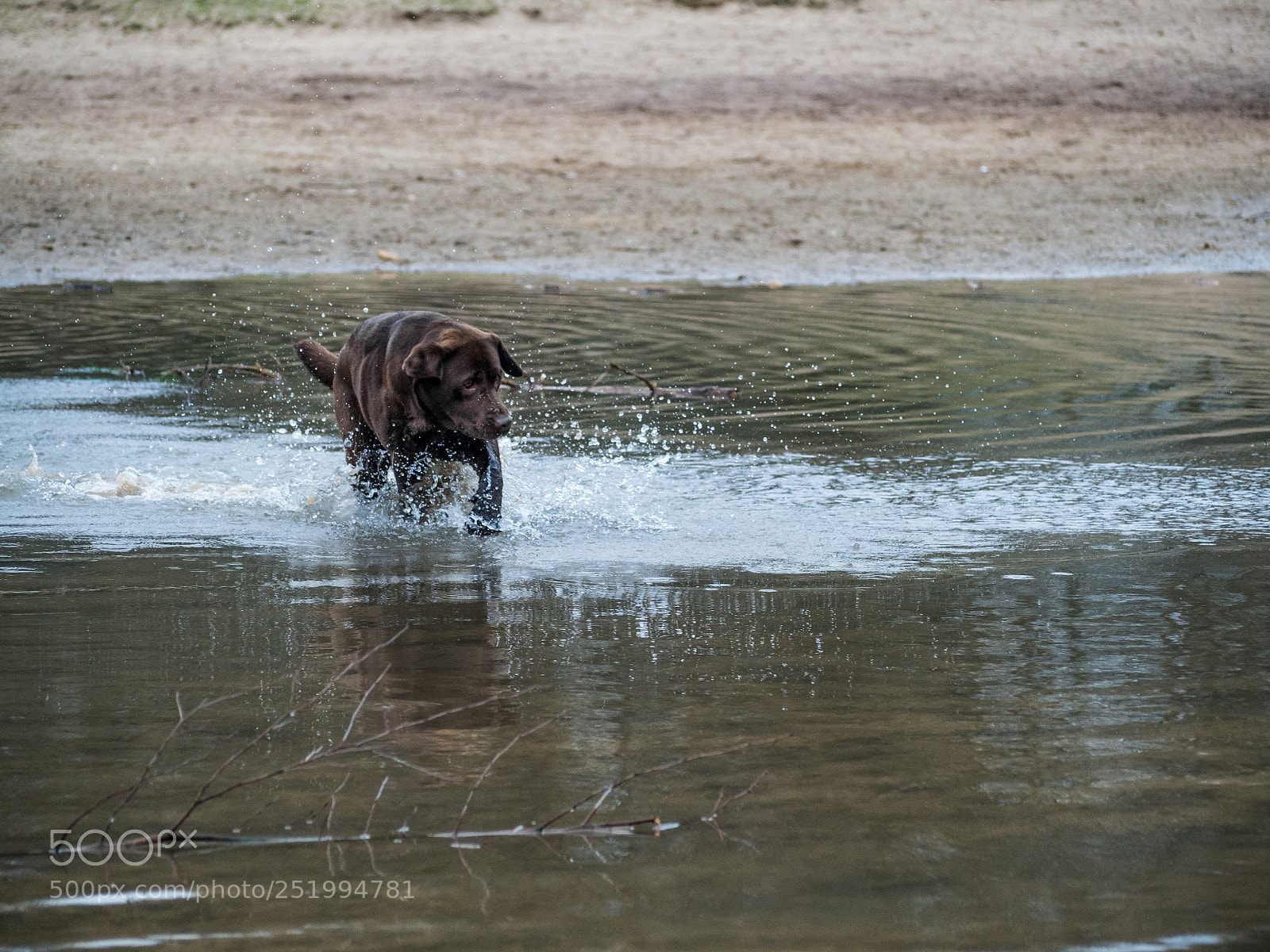 Olympus OM-D E-M10 II sample photo. Dog having fun bakkeveense photography