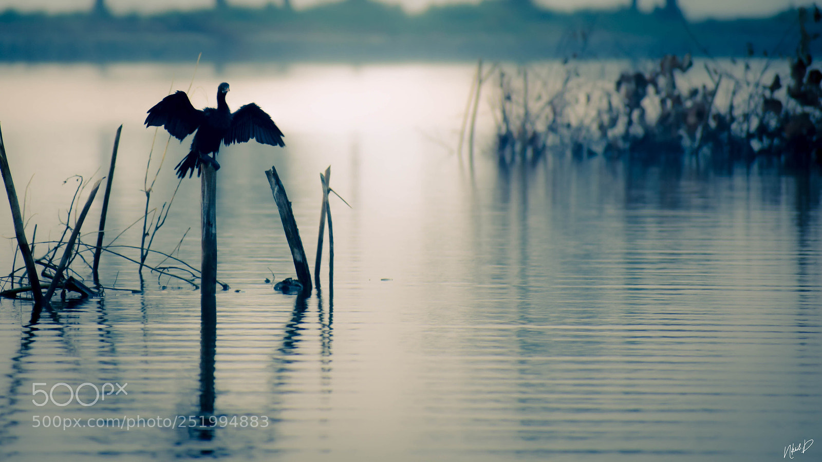 Nikon D5300 sample photo. Morning songs photography