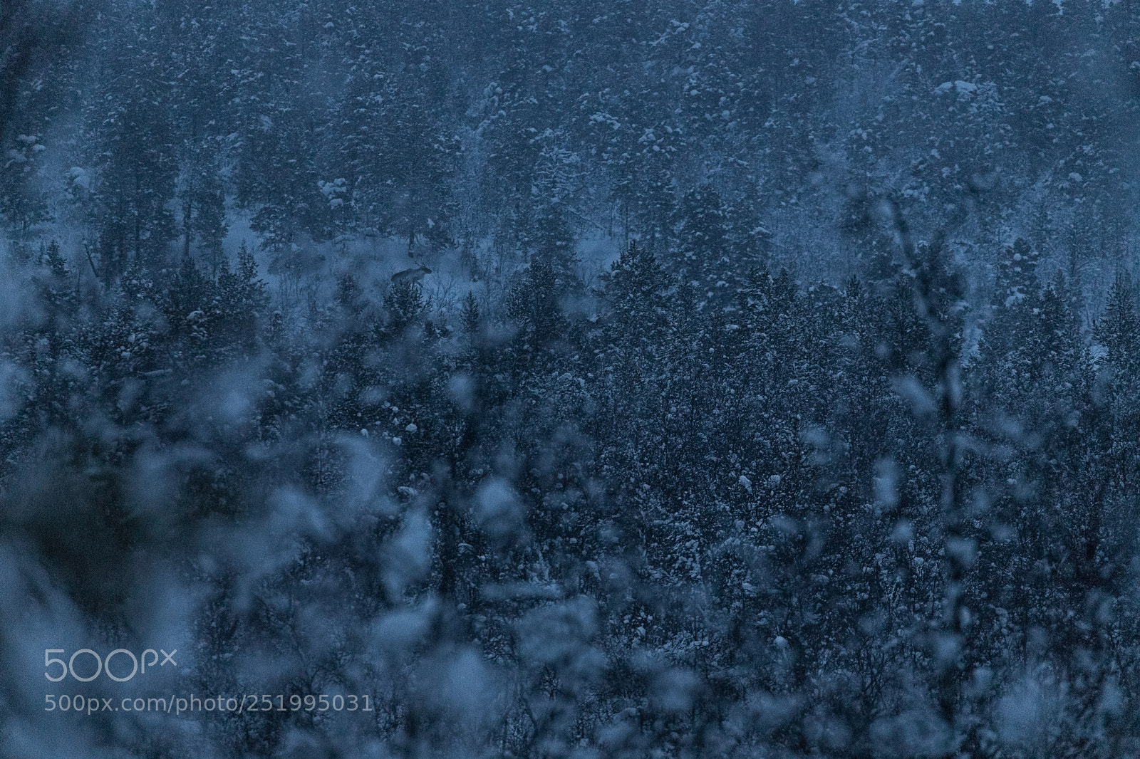 Canon EOS 6D Mark II sample photo. Lapland wild atmosphere photography