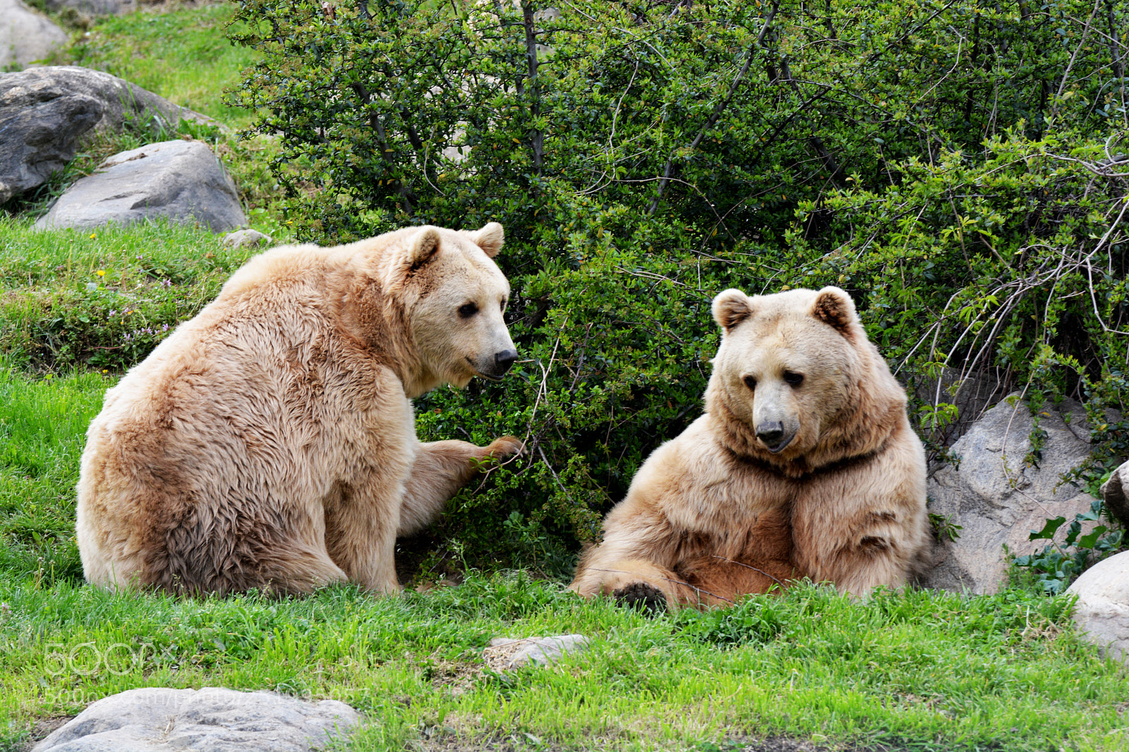 Nikon D7100 sample photo. Bears photography