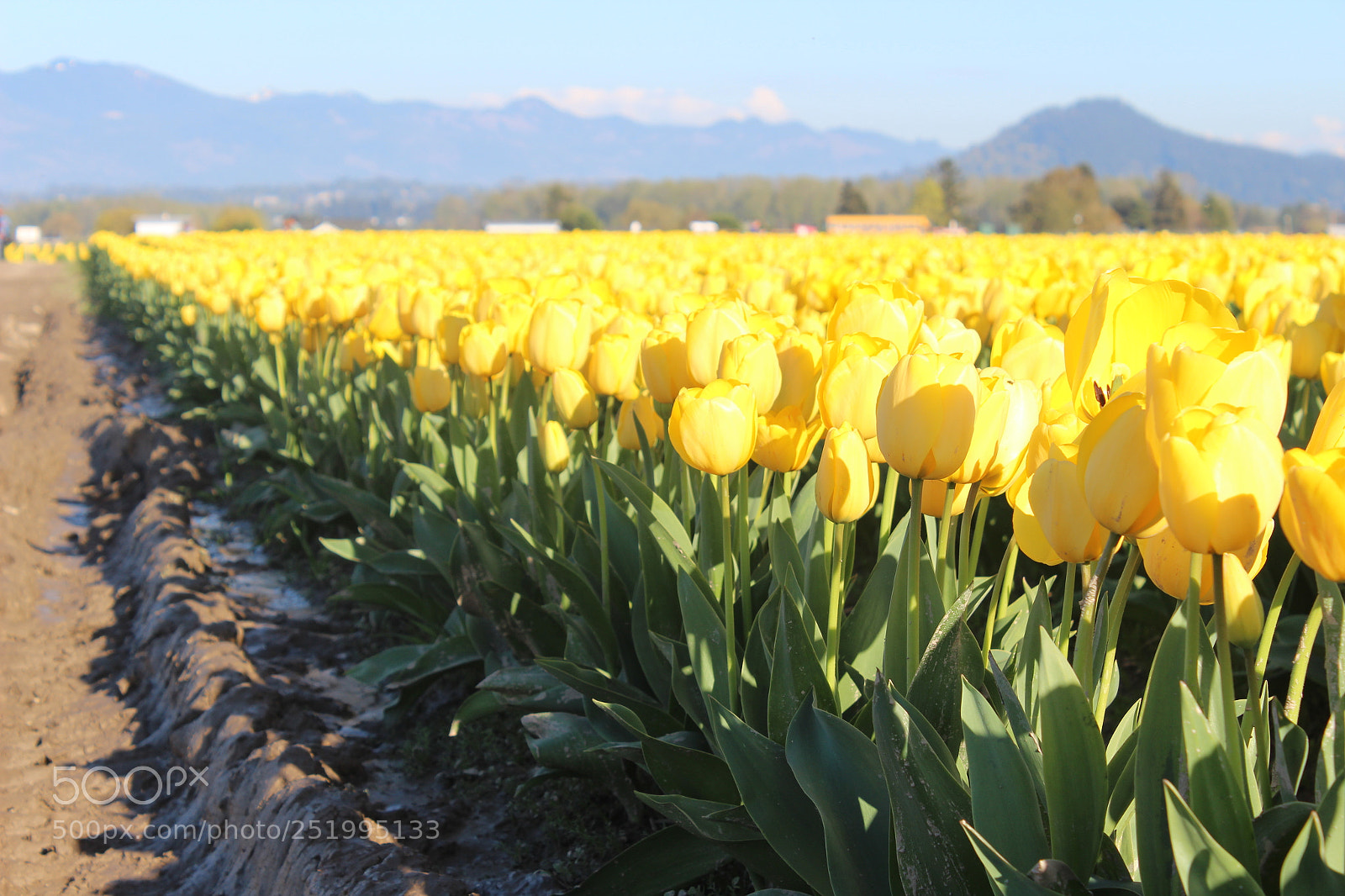 Canon EOS 600D (Rebel EOS T3i / EOS Kiss X5) sample photo. Tulips bulb photography