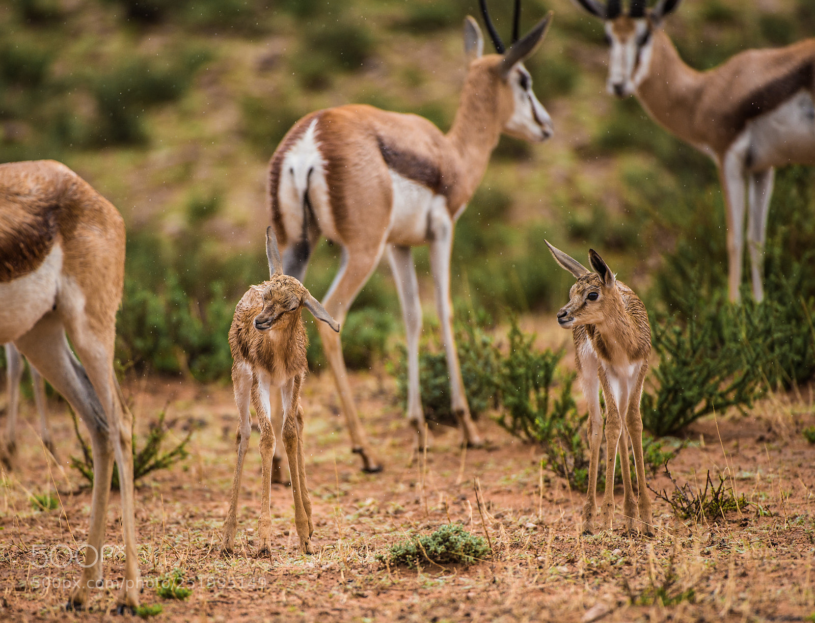 Nikon D4S sample photo. Newborn springboks in the photography