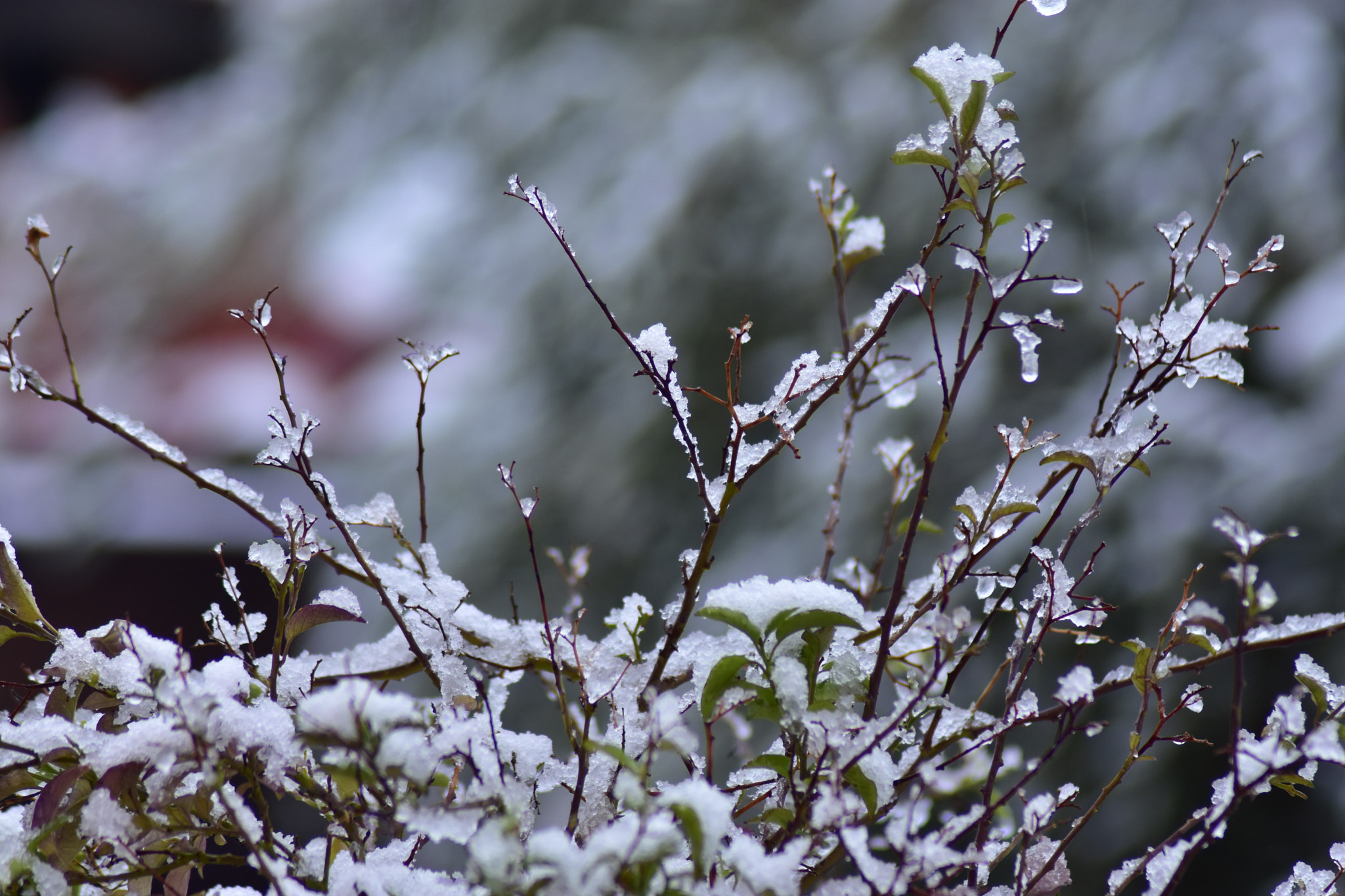 Nikon D7200 sample photo